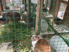 Rabbits