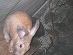 Rabbit