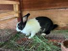 rabbit