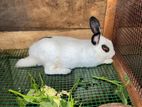 Rabbit