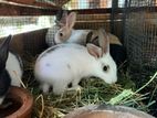 rabbit