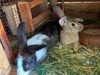 Rabbits