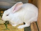 Rabbit