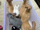 rabbit