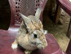 rabbit