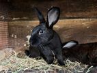 Rabbits