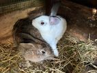 rabbit