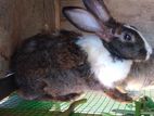 Rabbit