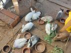 Rabbits