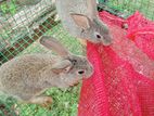 Rabbits