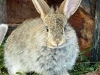 Rabbits