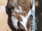 Rabbit