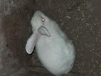Rabbit