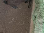 rabbit