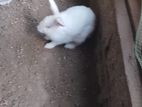 rabbit
