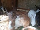 Rabbit