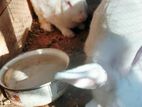 Rabbit