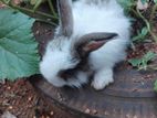 Rabbits