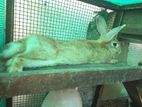 Rabbit with Cage