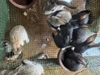 Rabbits