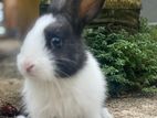 Rabbit