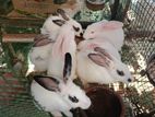 Rabbits