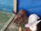 Rabbits