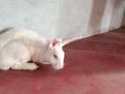 Rabbit Male