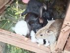 Rabbit