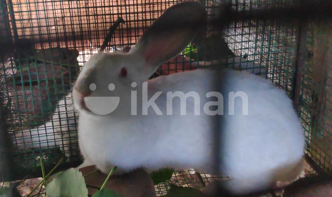 Rabbit -New Zealand White for Sale in Kinniya | ikman