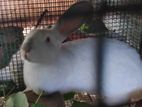 Rabbit -New Zealand White
