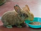 Rabbit Pair