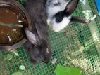 Rabbit Pair
