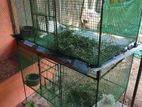Rabbit pair with cage