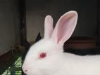 Rabbit Pairs