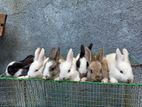 Rabbit Pairs