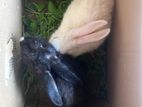 Rabbit Red Eye White mom black with 3 kutty