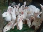 Rabbit
