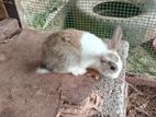 Rabbits