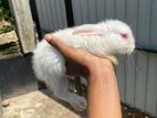 Rabbit