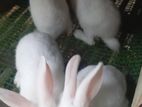 Rabbits