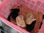 Rabbit sale in Homagama, Kiriwattuduwa