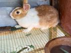 Rabbit