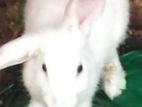 Rabbits