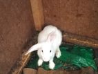 Rabbit