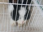 Rabbit With Cage