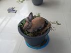 Rabbit With Cage
