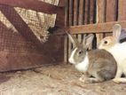 Rabbits