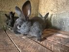 Rabbits