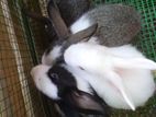 Rabbits with Cage